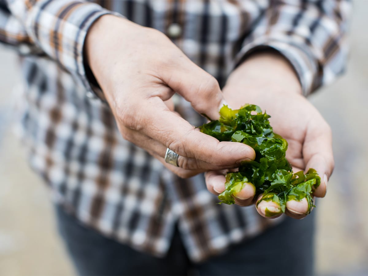 Close up on a man's hands holding edible plants