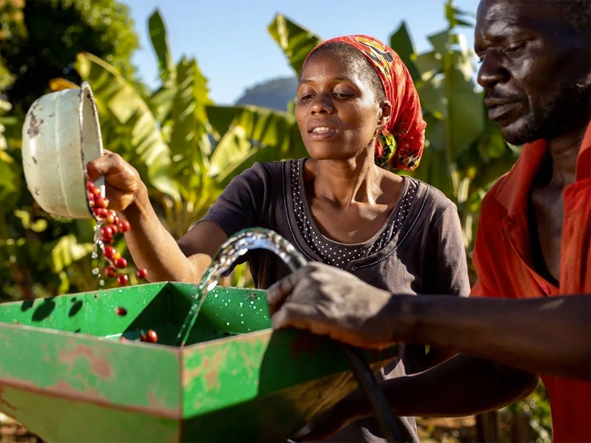 Farmers washing coffee berries