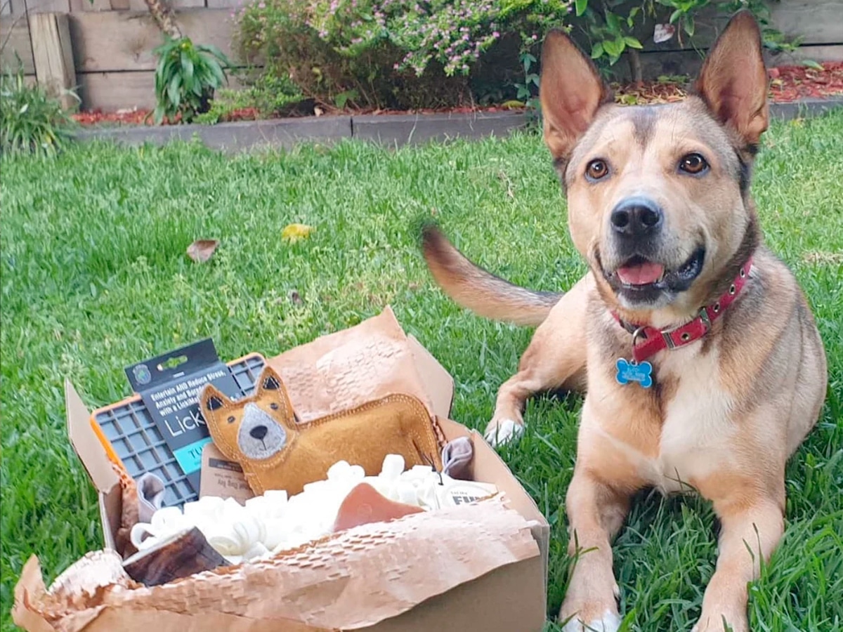 Mindful box from mindful pet care