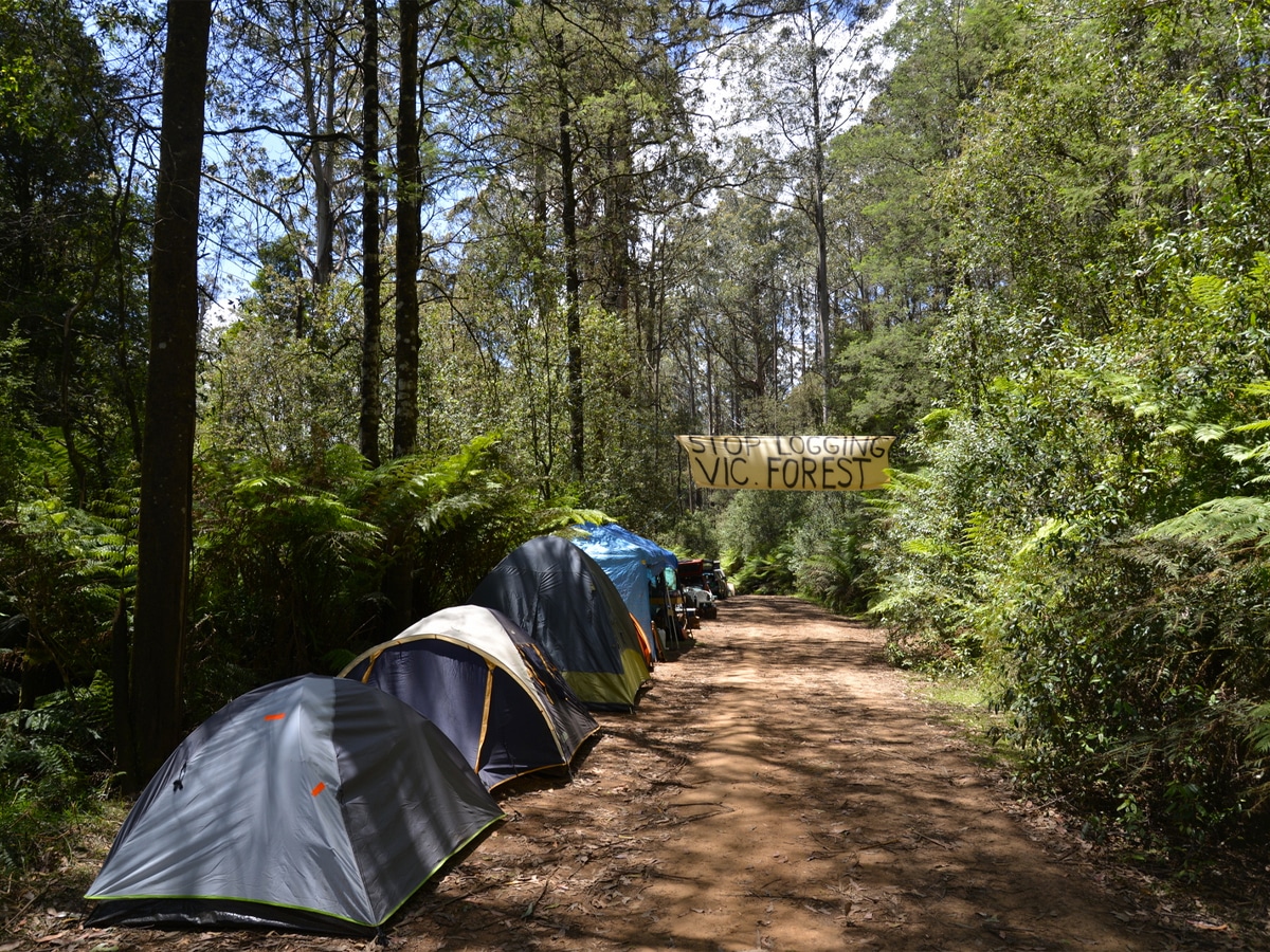 A line of tents along the road in the forest
