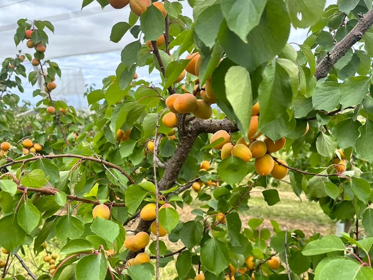 Apricot fruits on a tree