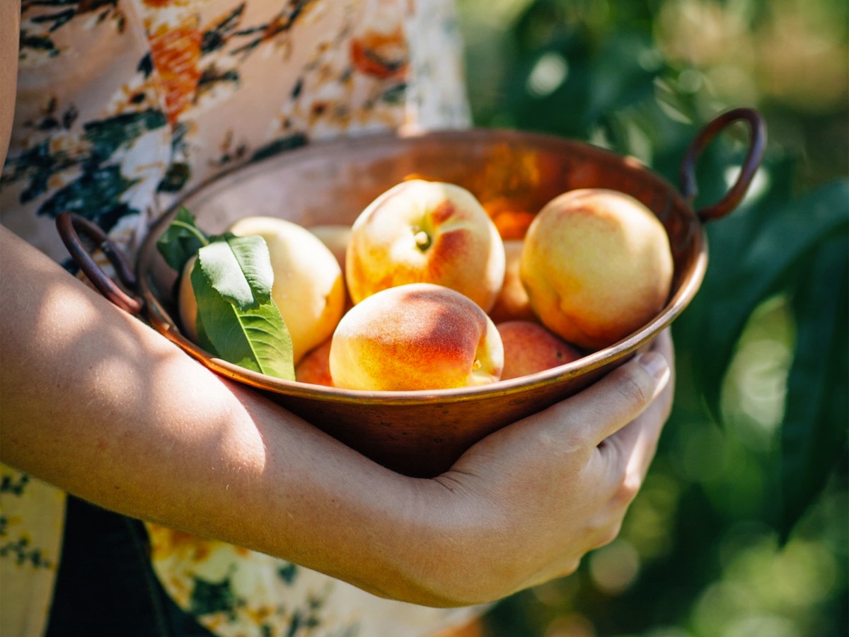 Hand holding a bowl of apricots