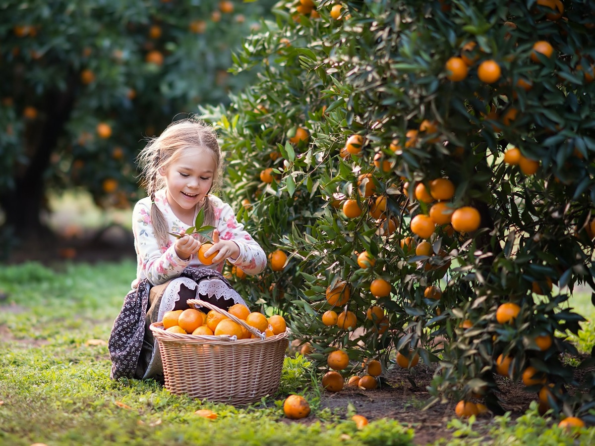 Little girl with a basket picking oranges