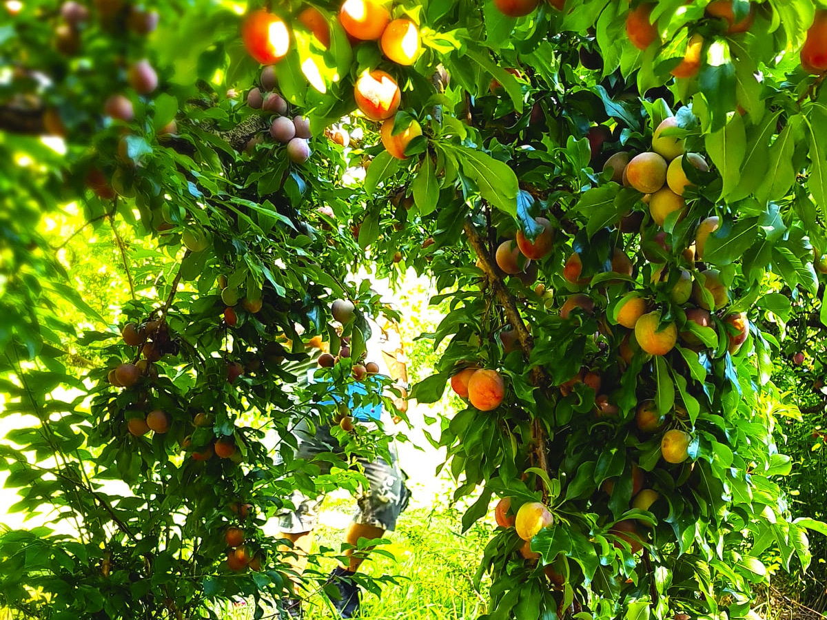Apricot fruits on trees