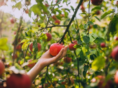 28 Spots for Best Family Fruit Picking Near Sydney | Man of Many