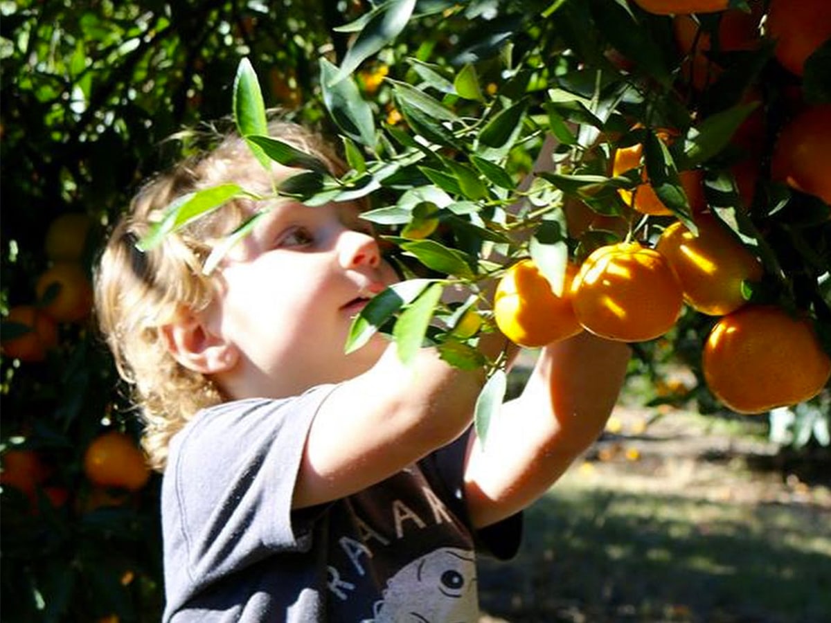 Little boy picking oranges
