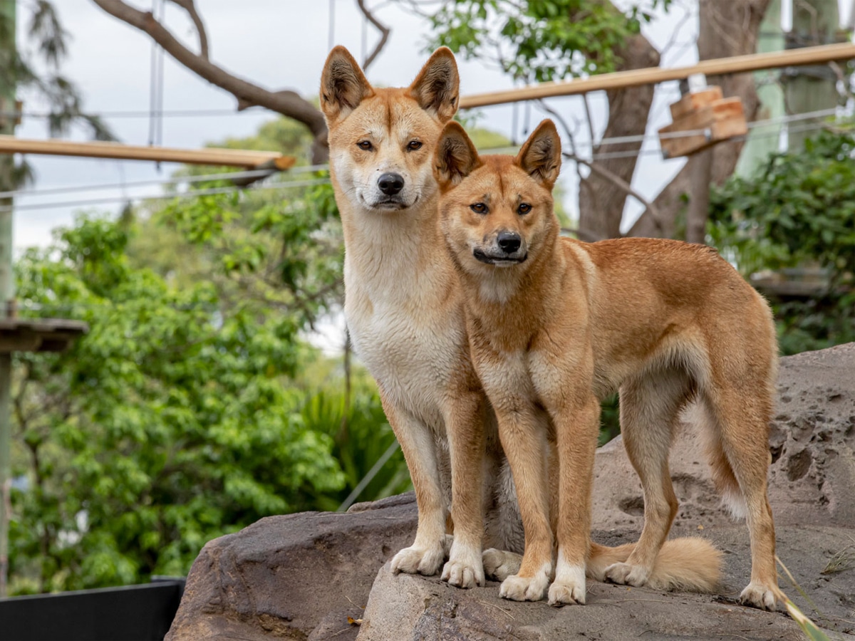 Two dingoes