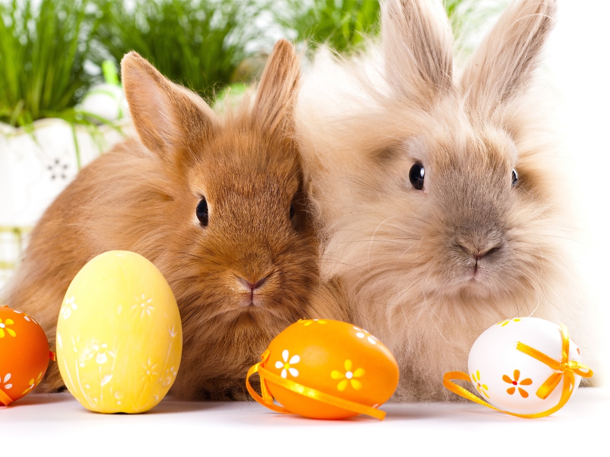 Two bunnies with easter eggs