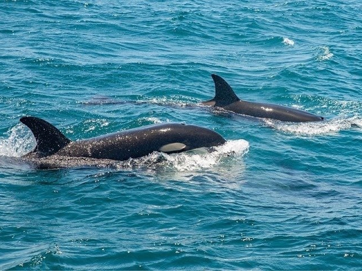 Orca calf spotted in WA's Ningaloo Reef | Image: Ningaloo Coral Bay