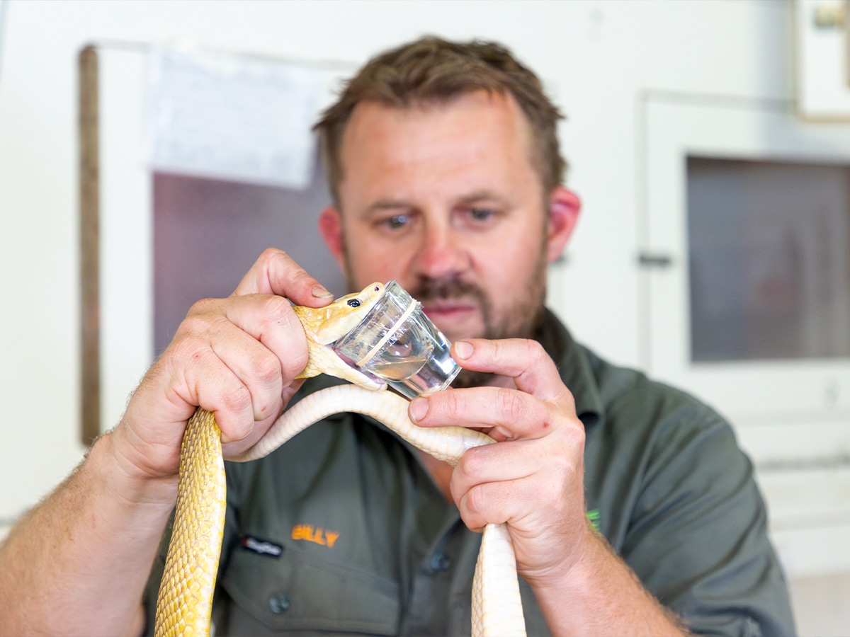 Billy Collett milking Coastal Taipan | Image: Supplied