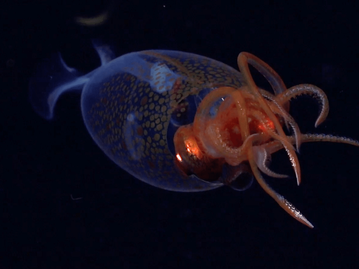Colossal Squid | Image: Schmidt Ocean Institute