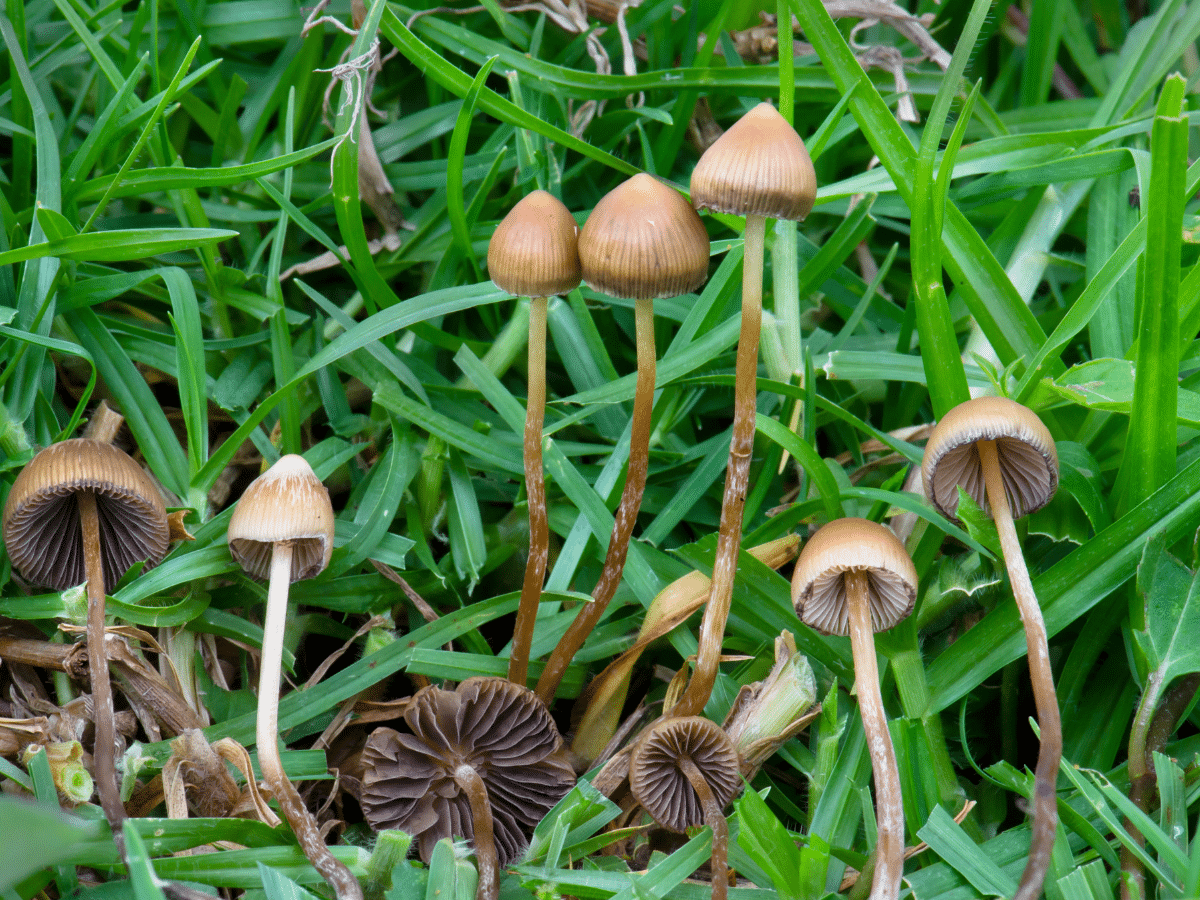 Psilocybin | Image: Wikipedia Commons