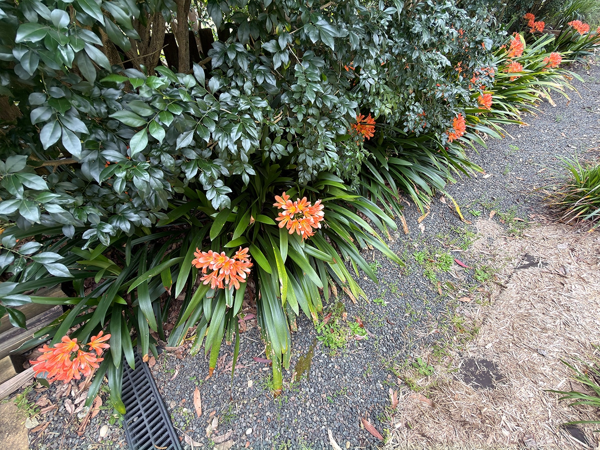 Iphone 17 pro max 0 5 lens