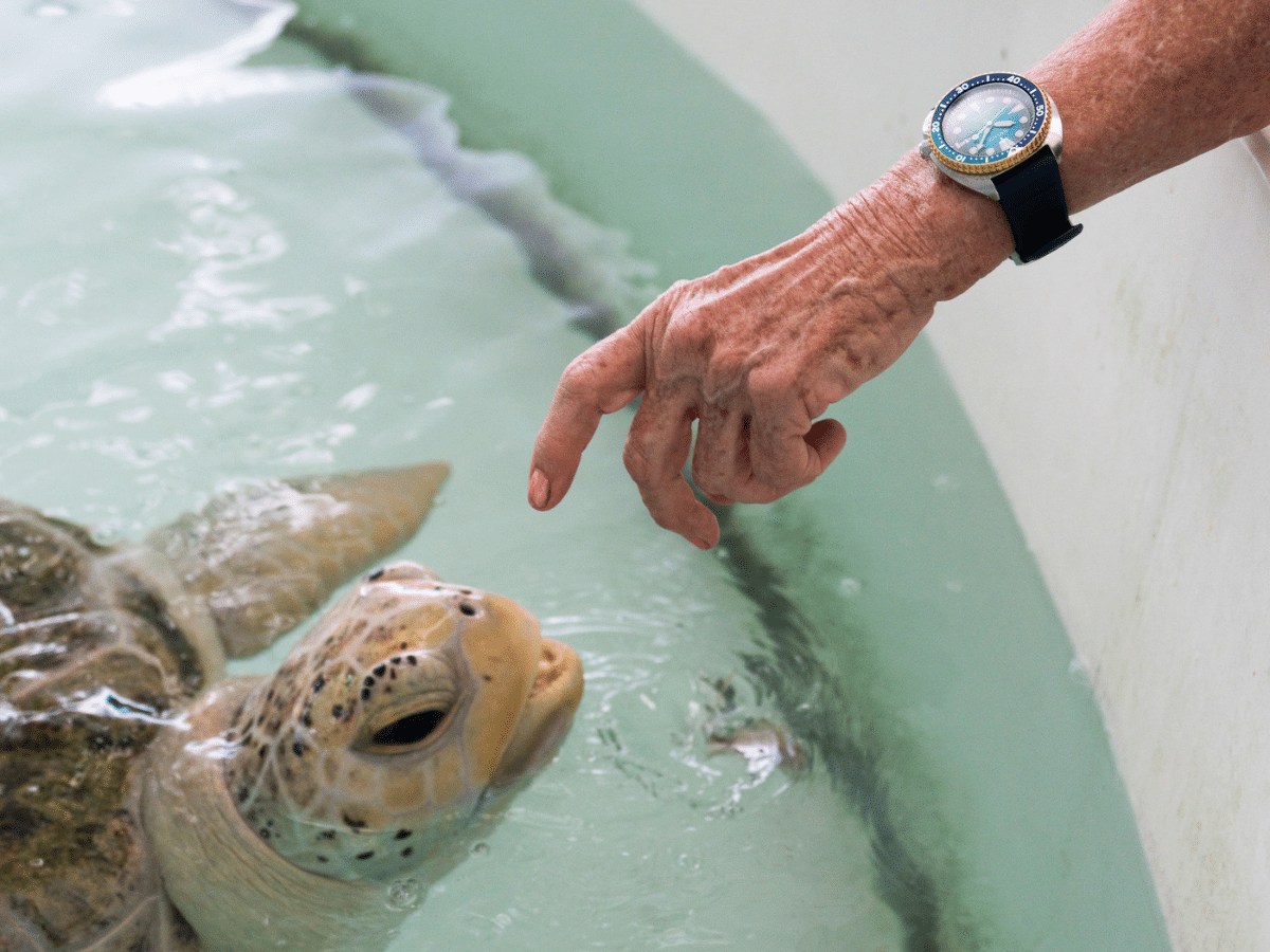 Jennie Gilbert - Cairns Turtle Rehabilitation Clinic 