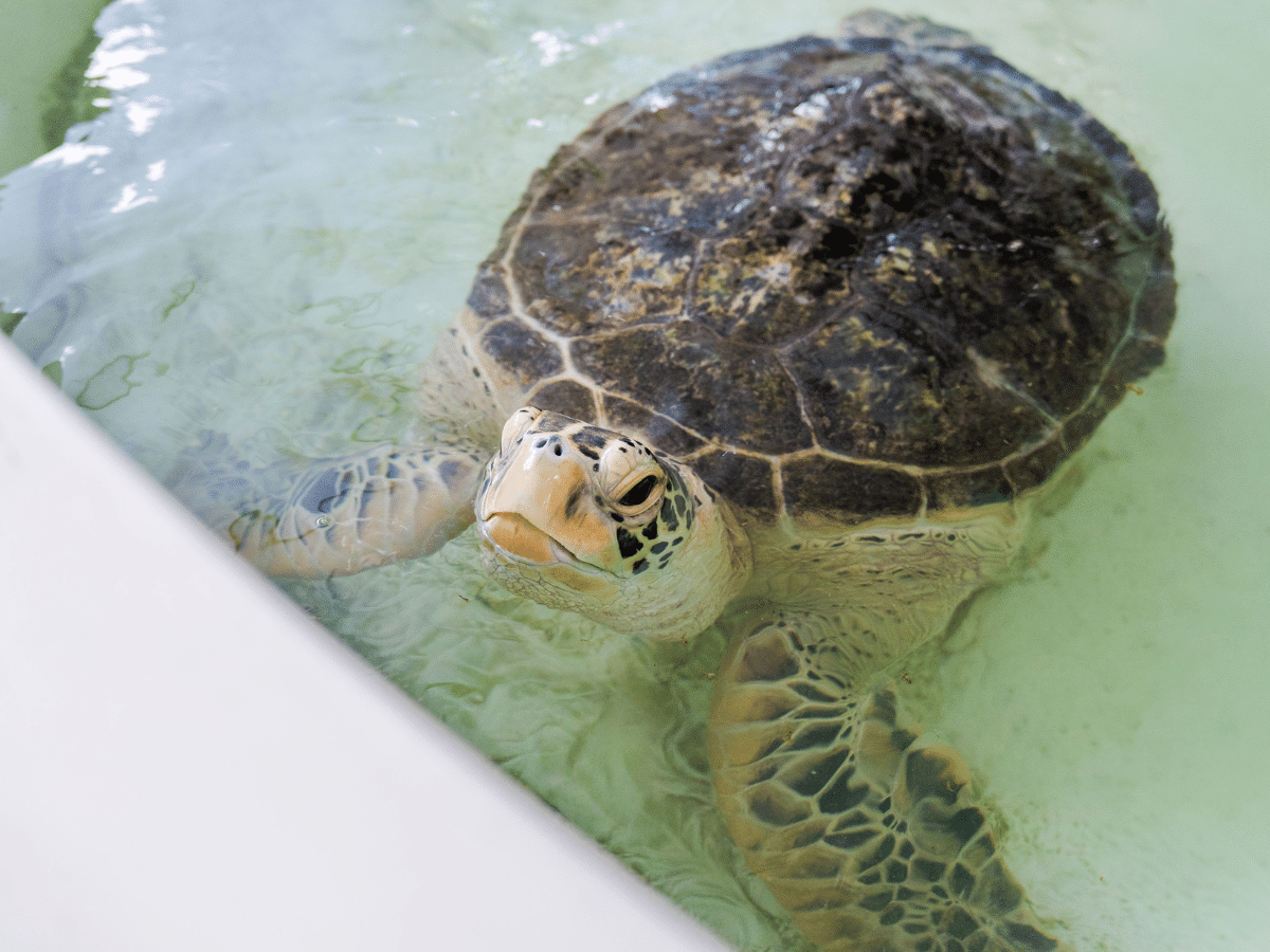 Cairns Turtle Rehabilitation Clinic