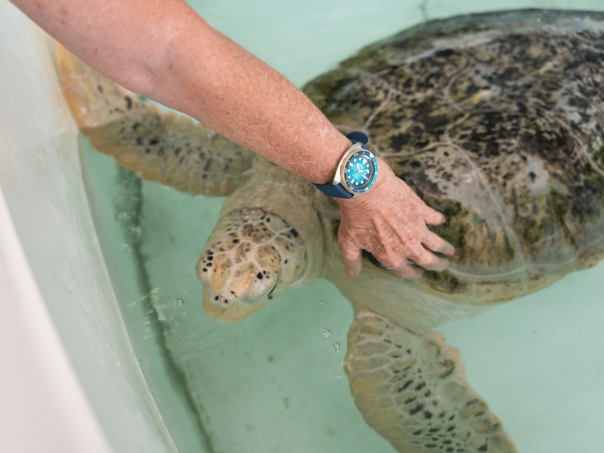 Seiko’s Prospex Diver’s Australasian Limited Edition (SRPM04K)