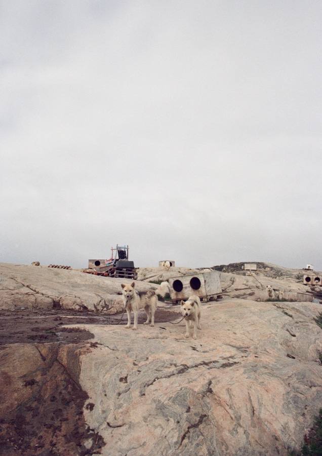 Sled Dogs in Ilulissat, Greenland | Image: Nicholas Hall