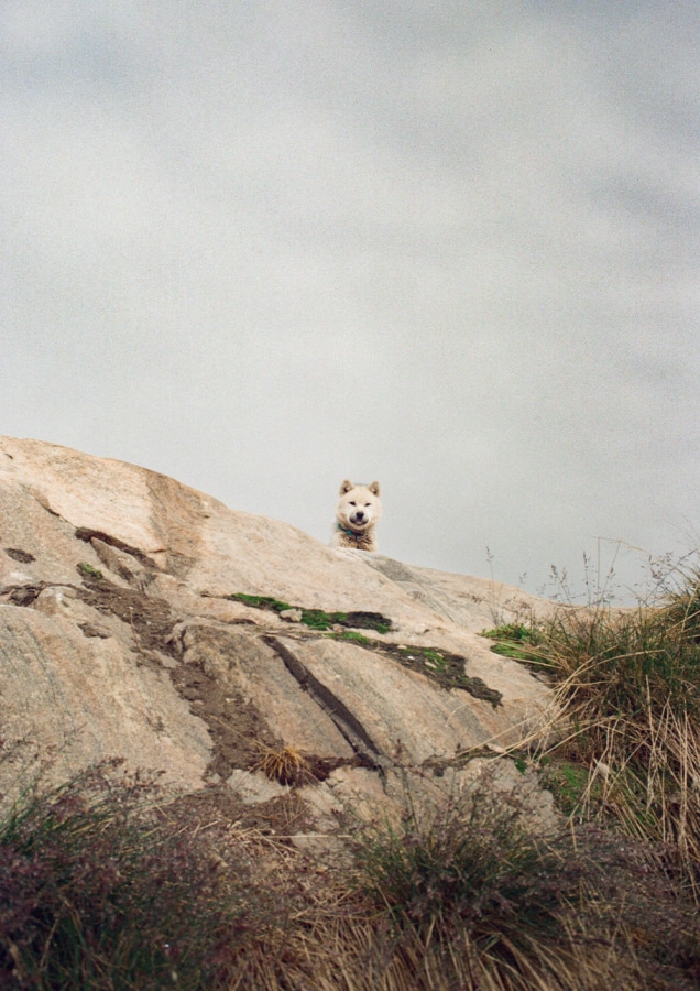 Sled Dogs in Ilulissat, Greenland | Image: Nicholas Hall