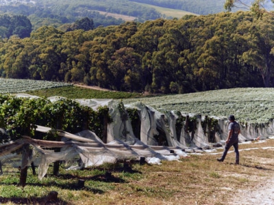 10 Best Wineries in Victoria, According to a Sommelier