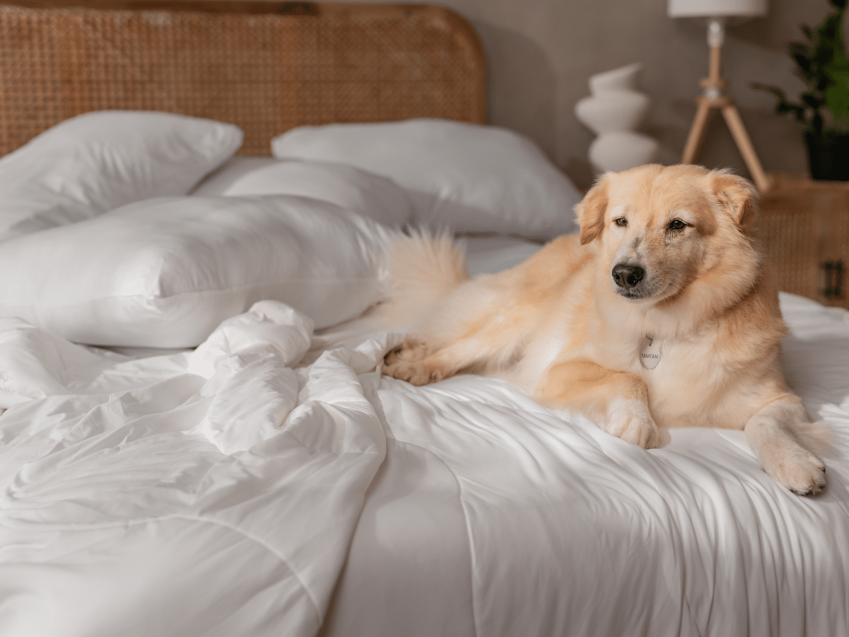 Rest Evercool Cooling Blanket | Image: Supplied