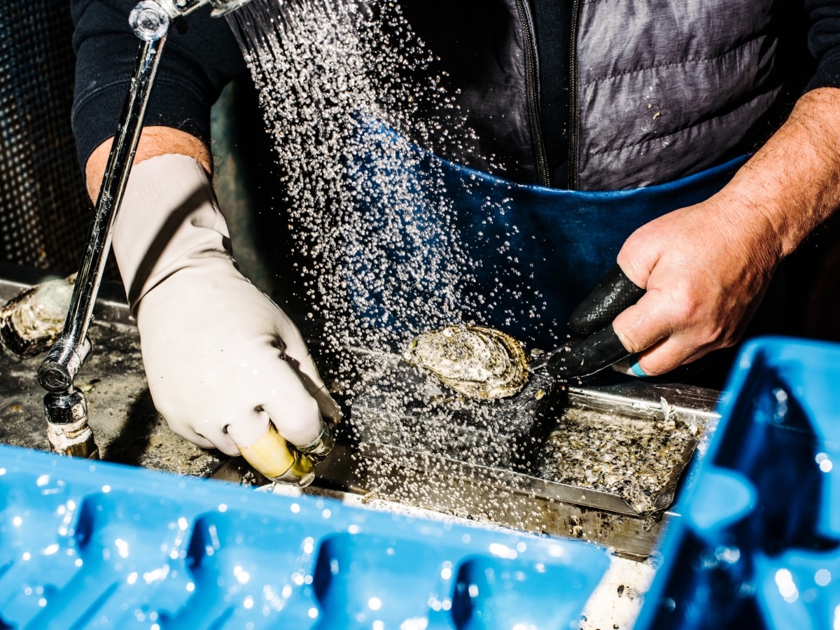 Sydney fish markets new 4