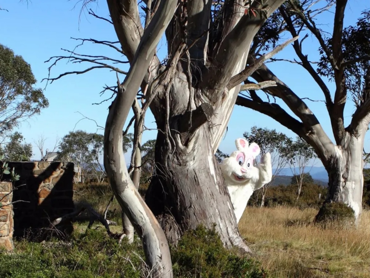 Easter at dinner plain