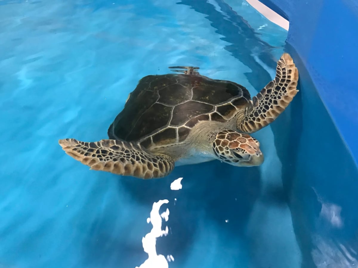 Cairns turtle rehabilitation centre