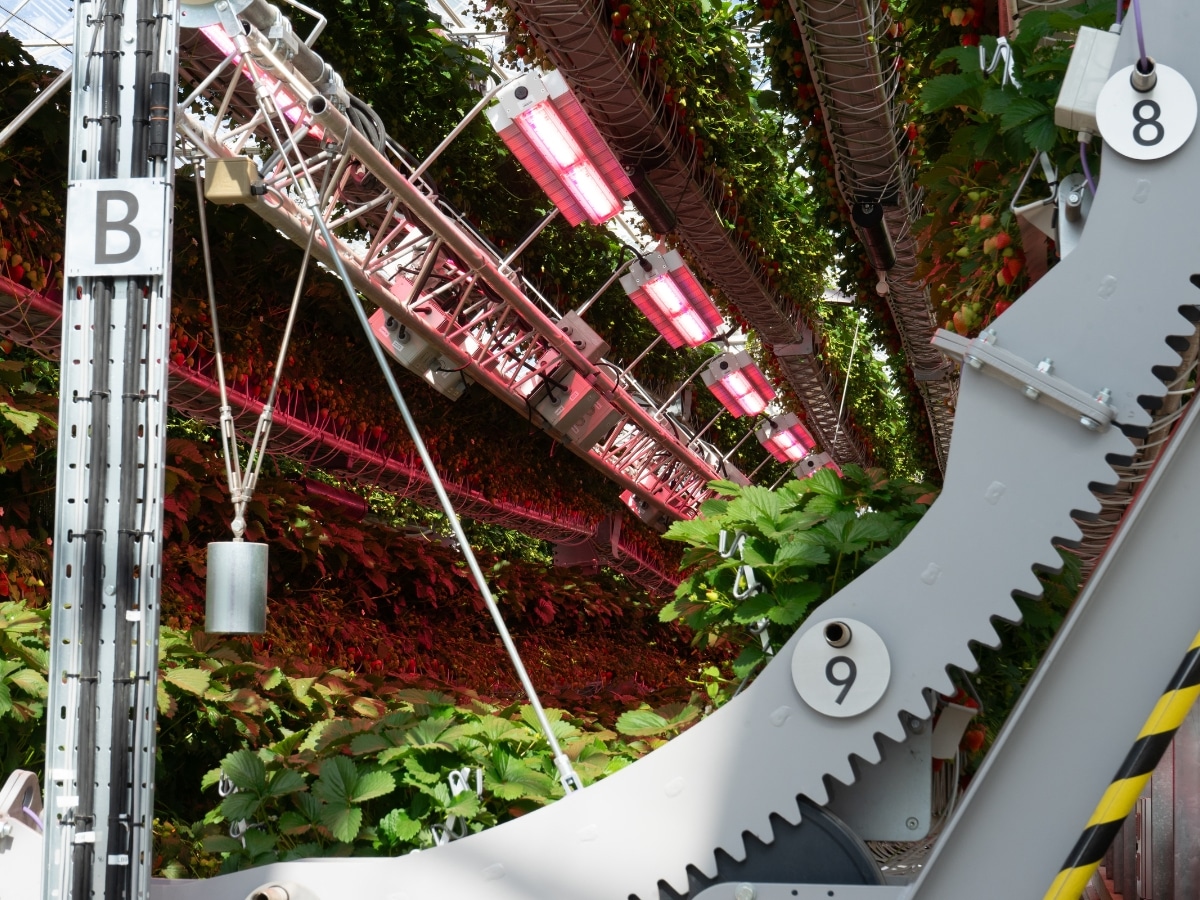 An automated commercial strawberry glasshouse system at a Dyson Farming industrial agricultural facility in Britain