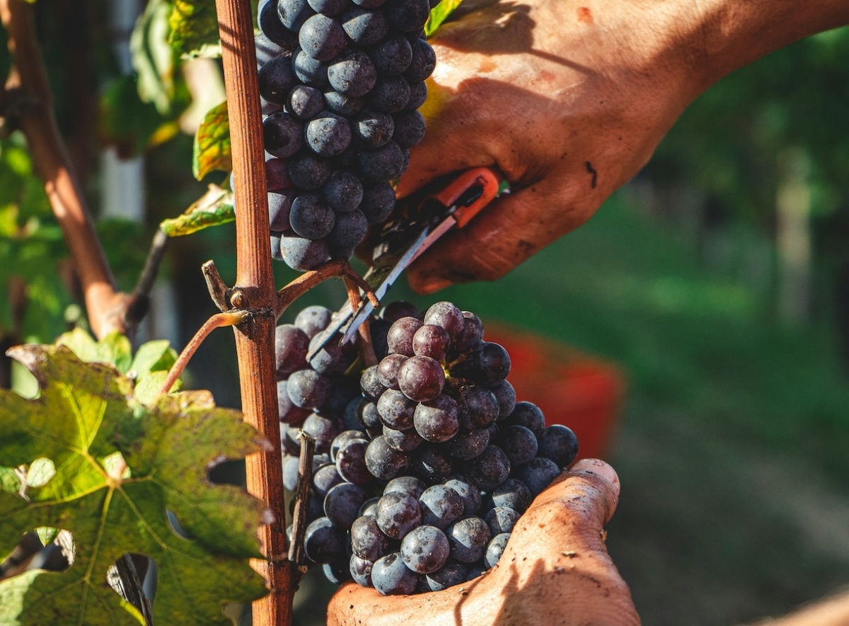 Blouge wine cutting grapes