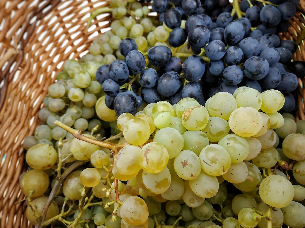 Blouge wine red grapes white grapes