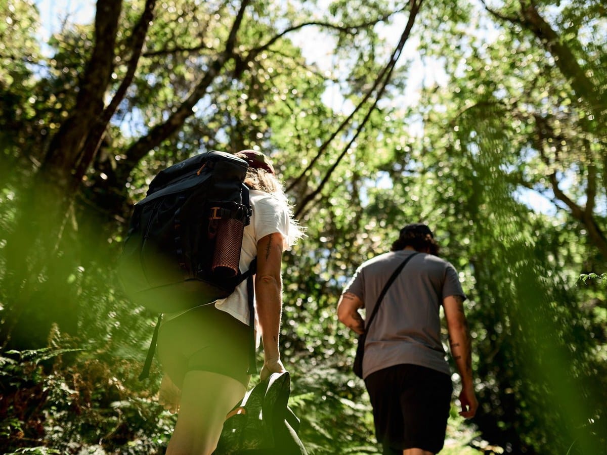 Two hikers walking a rainforest trail carrying Dometic packs