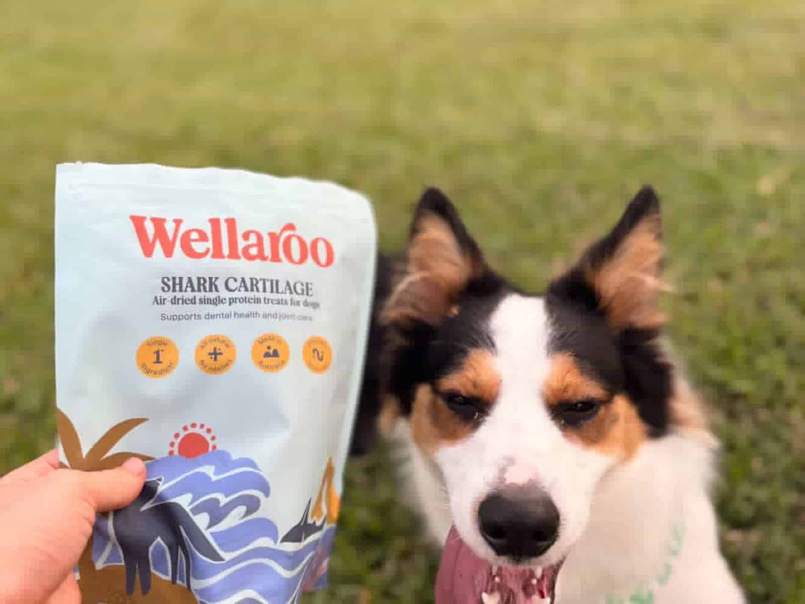 A pack of Wellaroo air-dried Australian shark cartilage dog treats beside a happy dog (3 of 6)