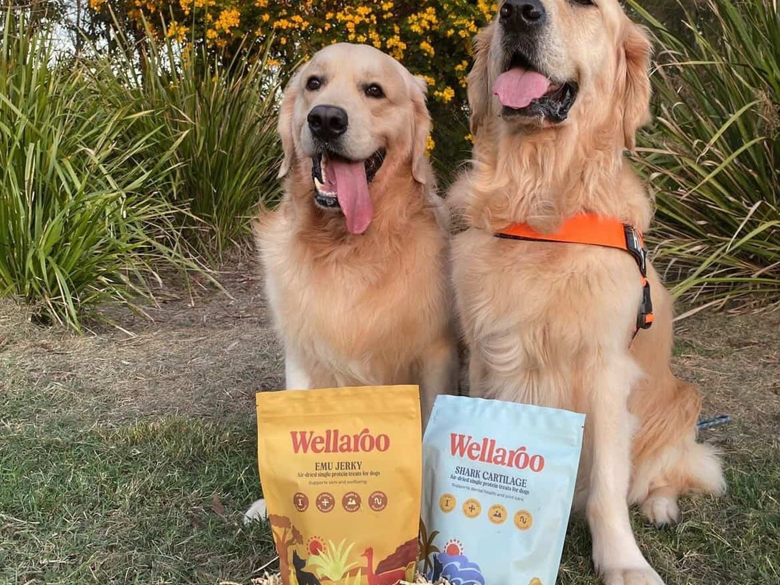 A pack of Wellaroo air-dried Australian shark cartilage dog treats beside a happy dog (4 of 6)
