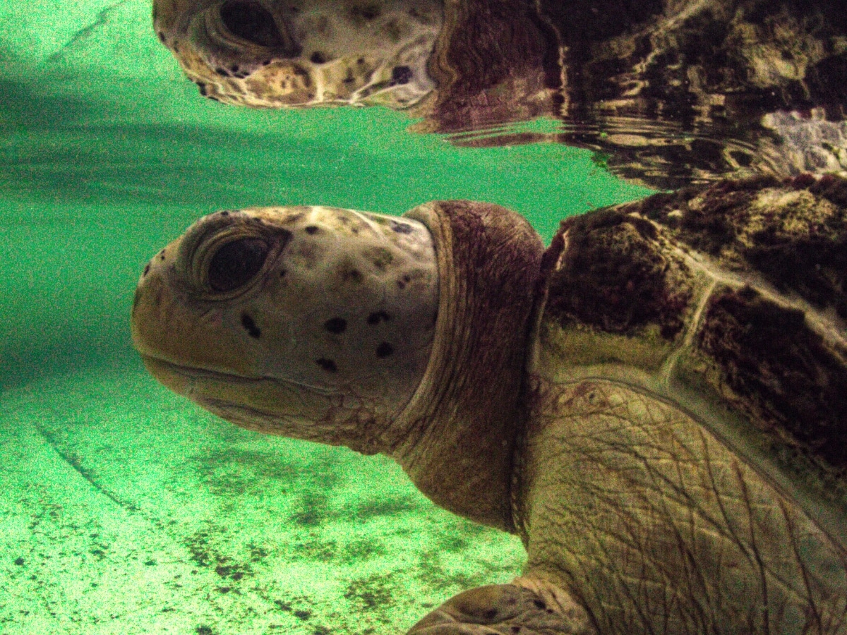 Ctrc turtle 2