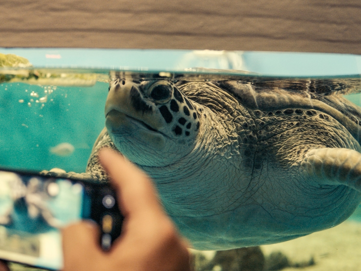Ctrc turtle