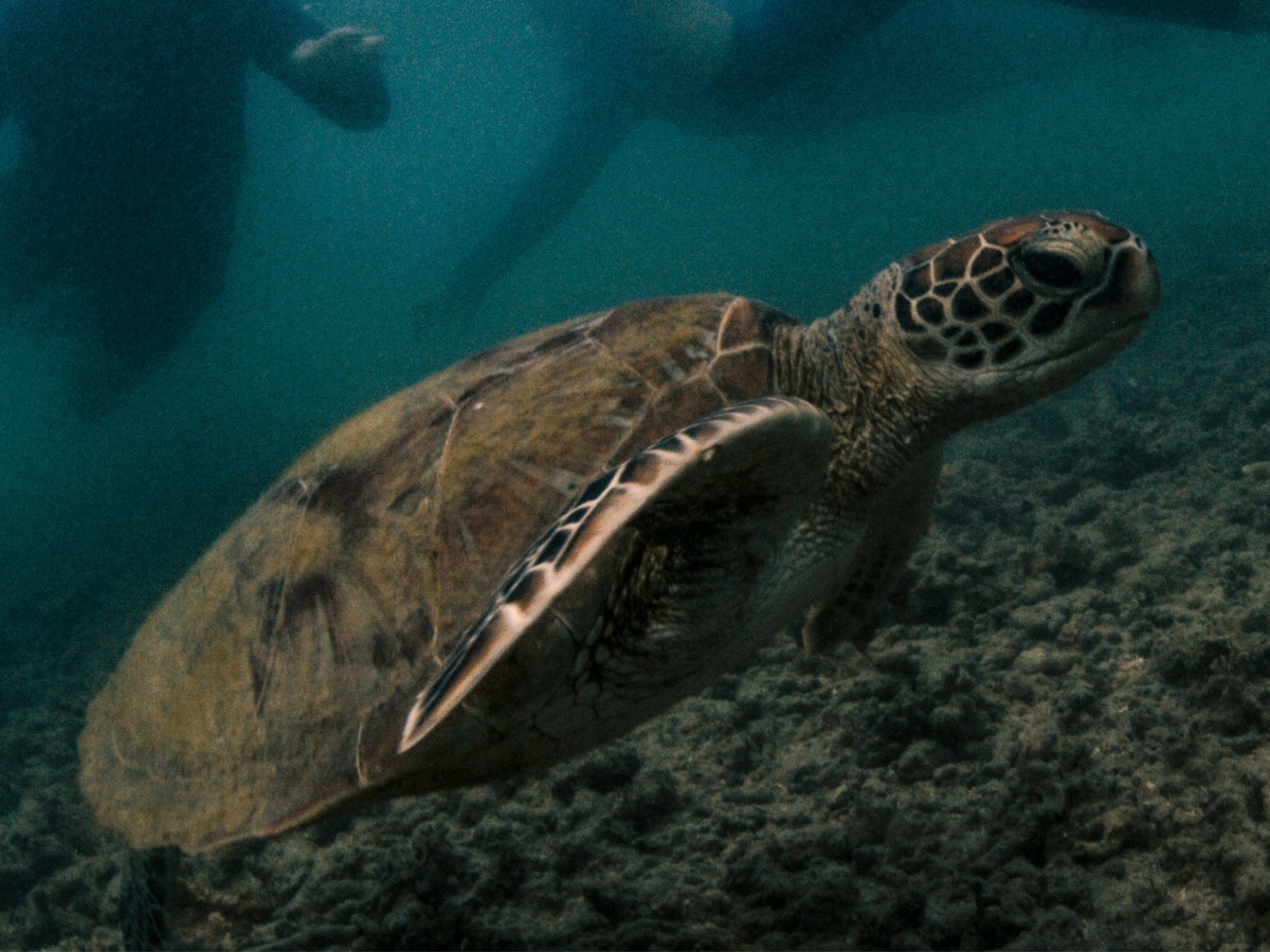 Fitzroy island turtle