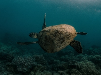 From Wrist to Reef: The Seiko-Sponsored Mission to Save Australia’s Sea Turtles
