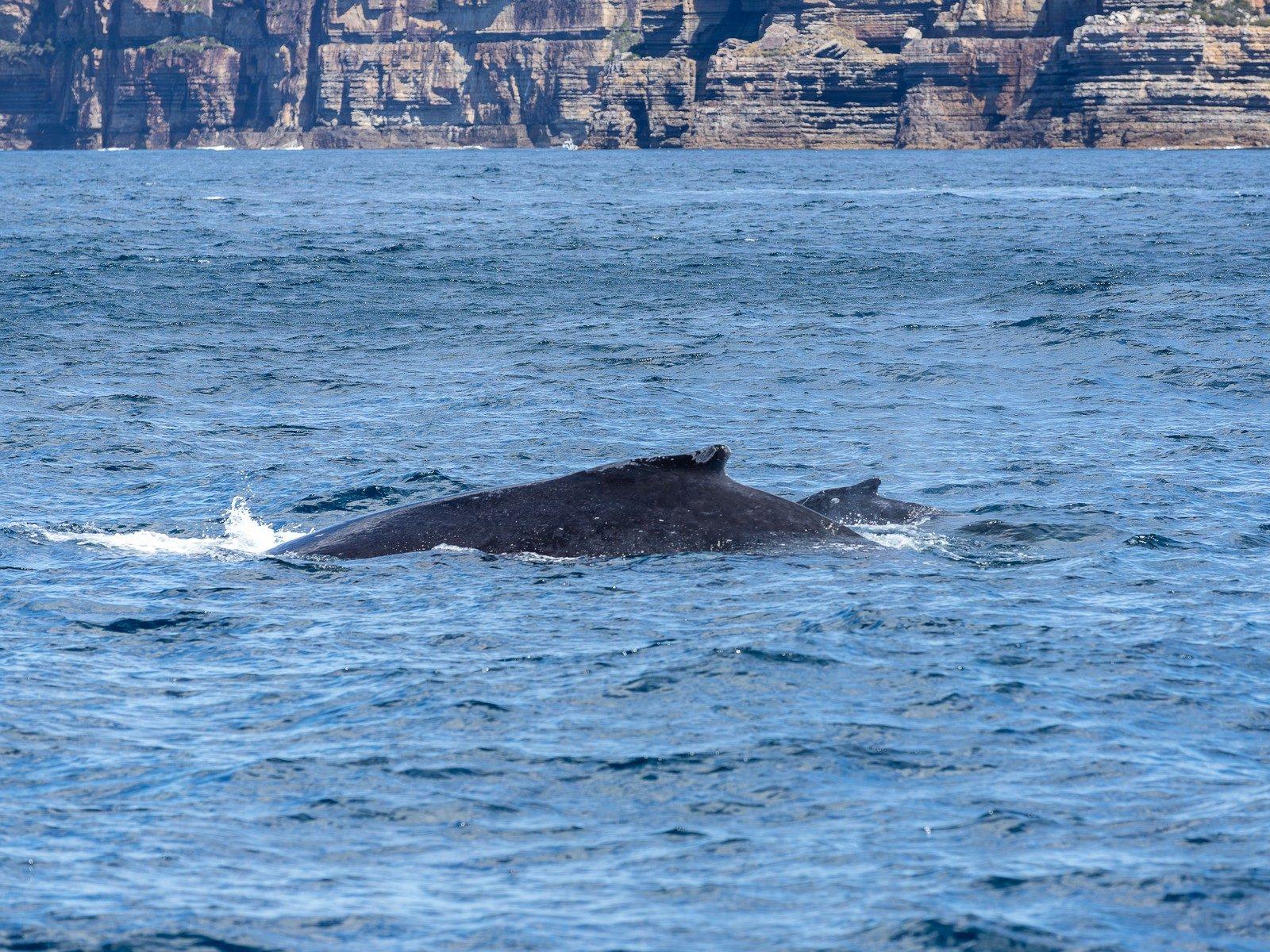 Humpback whales surfacing close to coastal cliffs in New South Wales, Australia