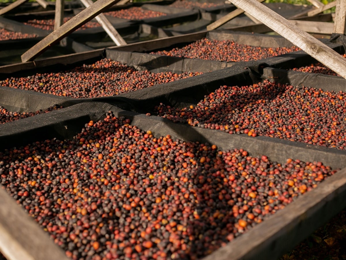 Coffee beans processing pexels speak media