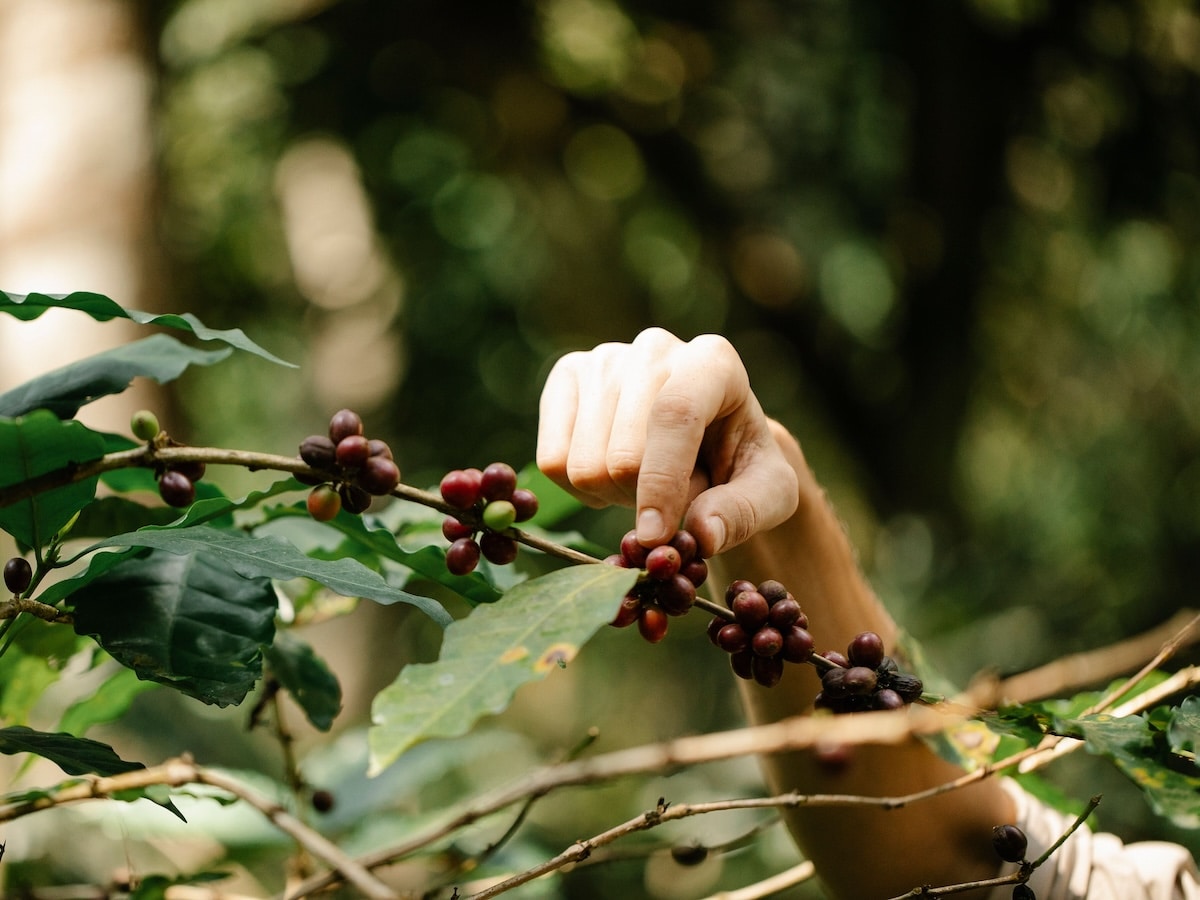 Coffee plant cherry pexels michael burrows