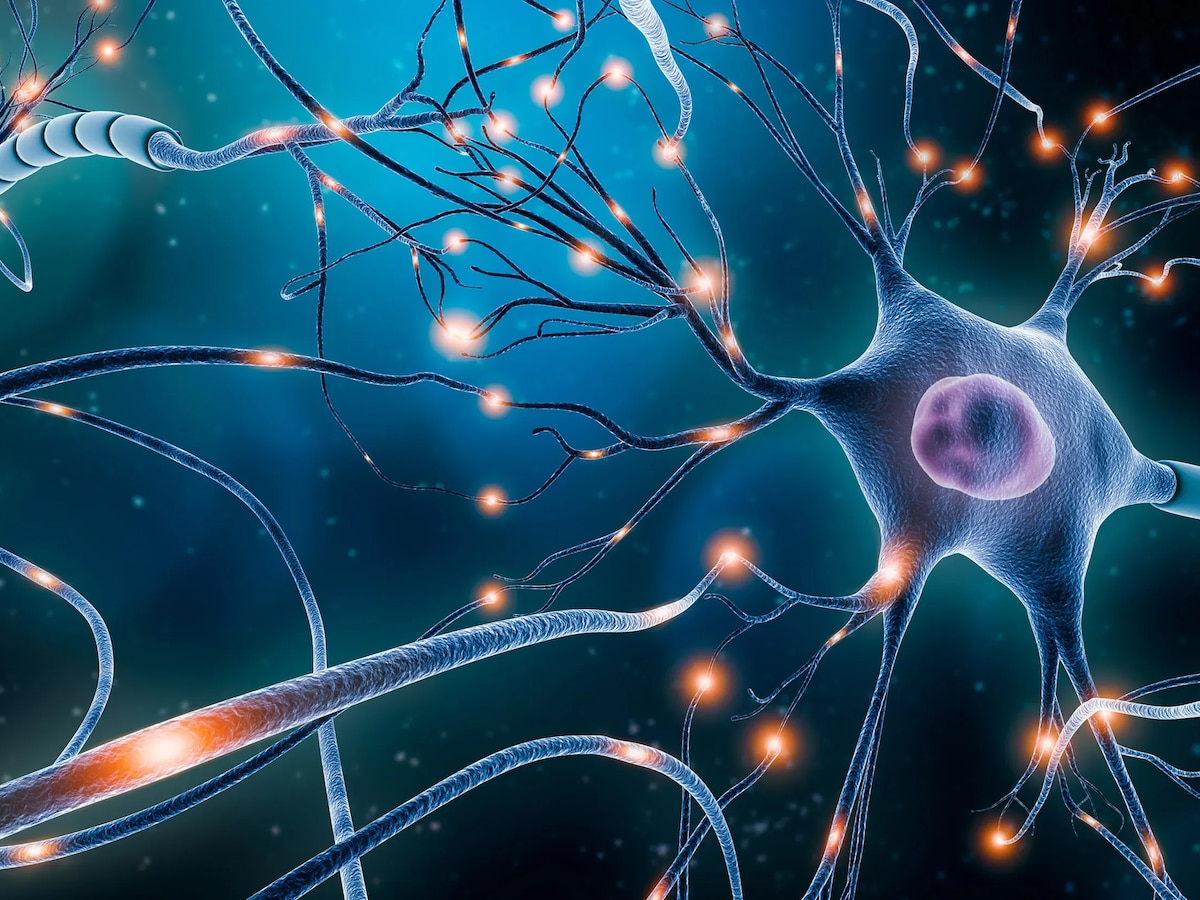 Neural copy