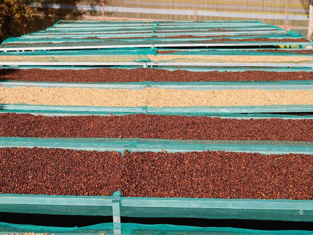 Pexels coffee processing