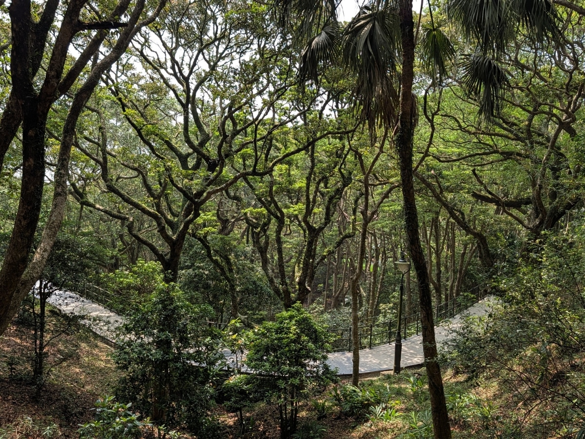 Lush green walking trails surrounding Victoria Peak in Hong Kong