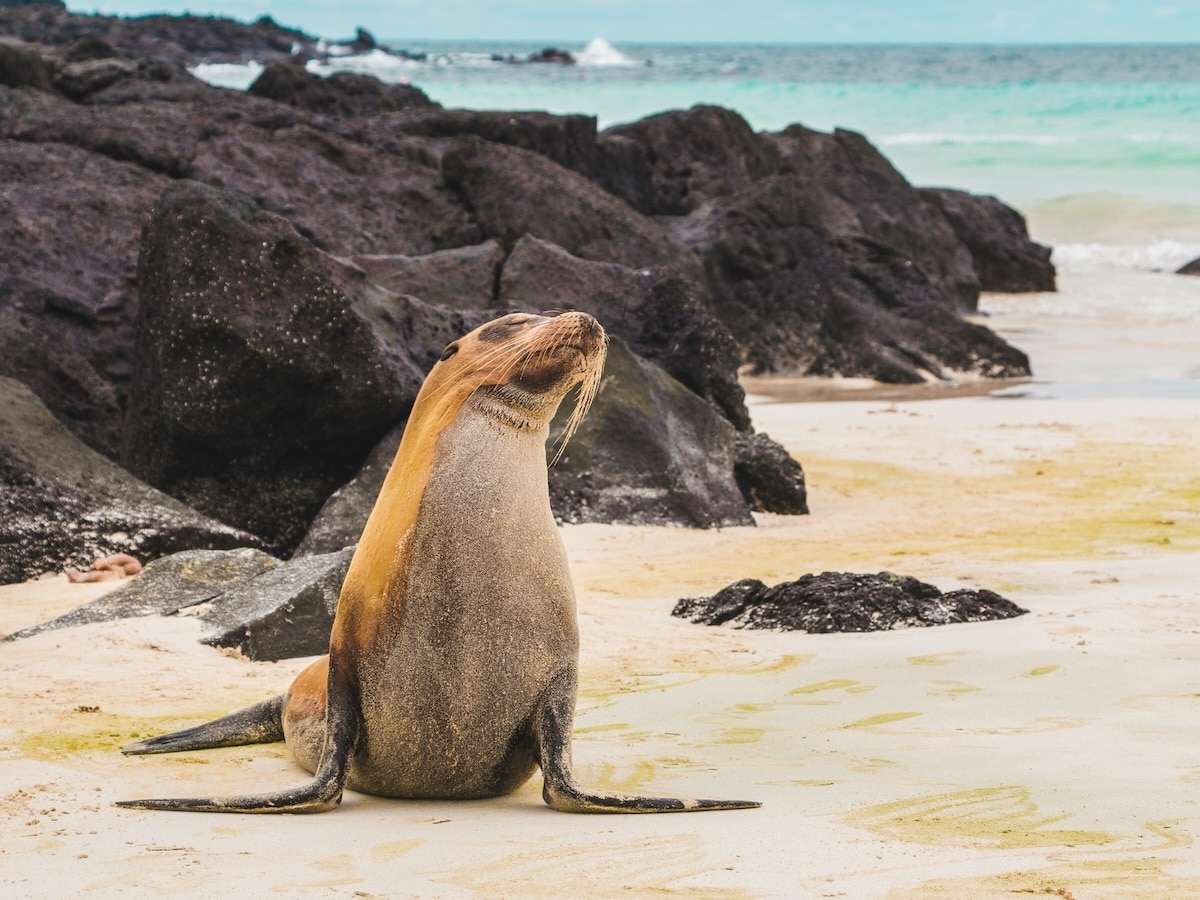 Amy perez galapagos islands unsplash