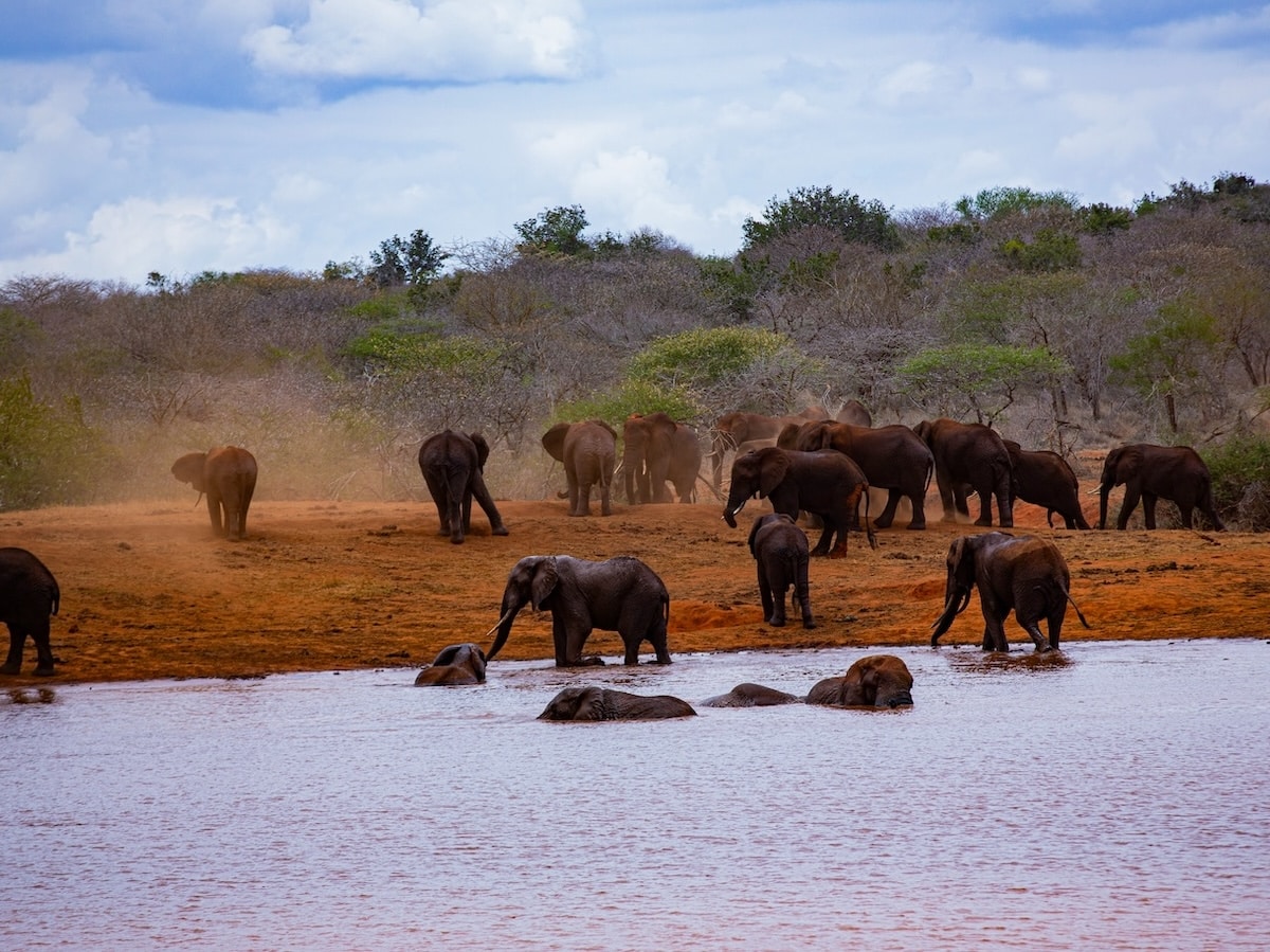 Evans dims tsavo east safari unsplash